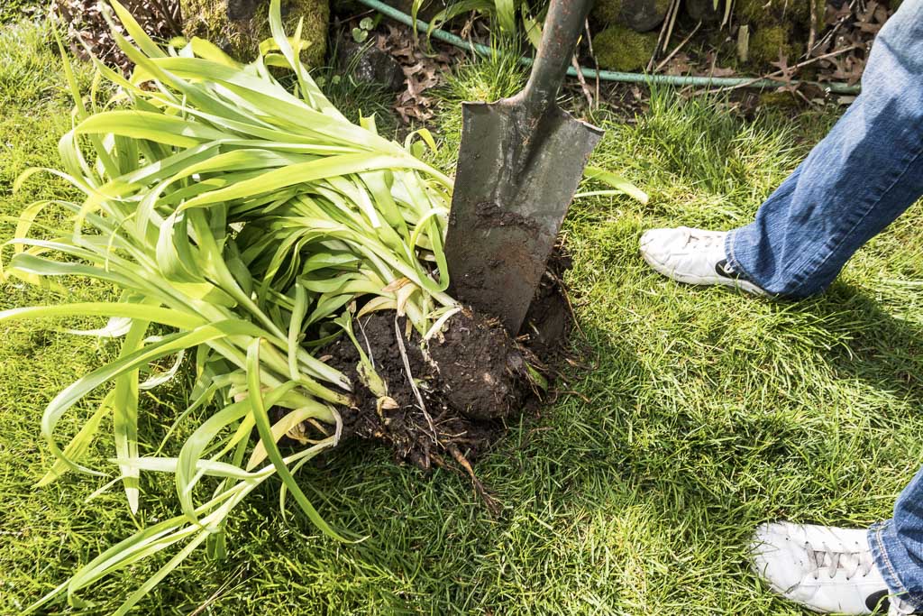 Dividing Perennials