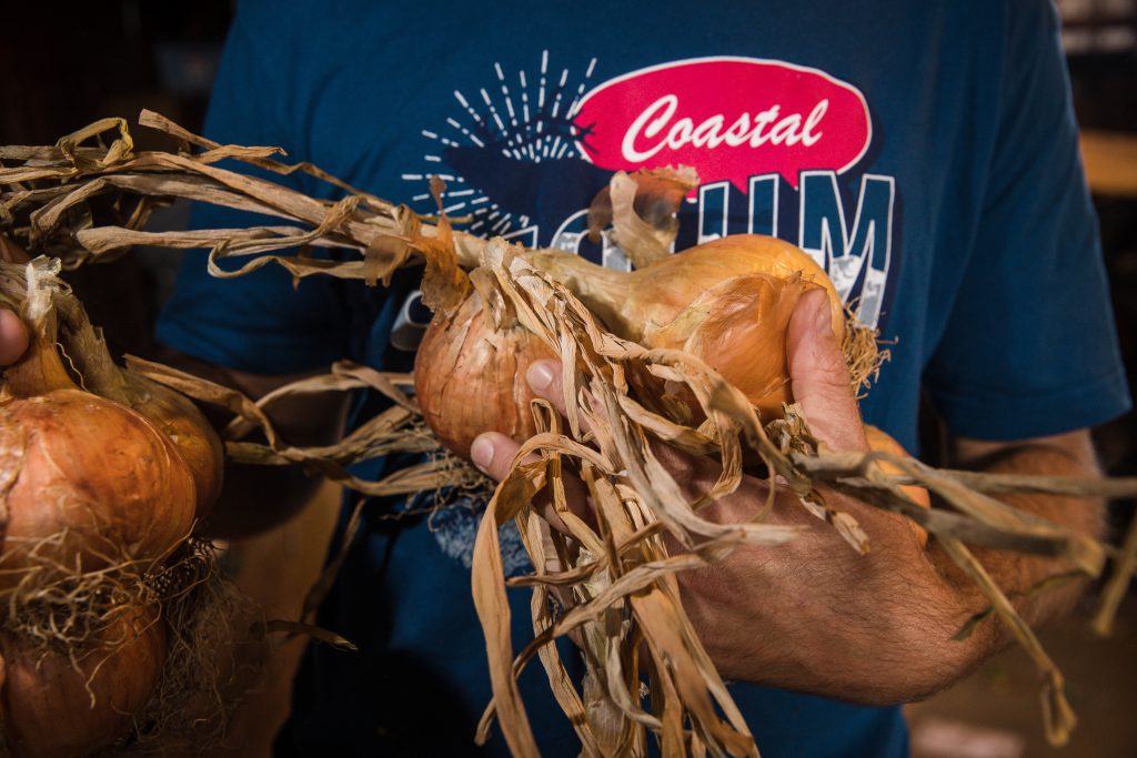 Curing Onions