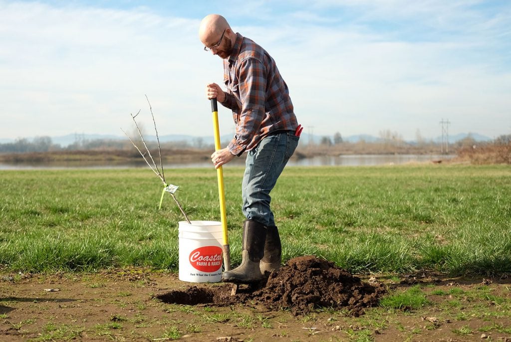 Bare Root Planting