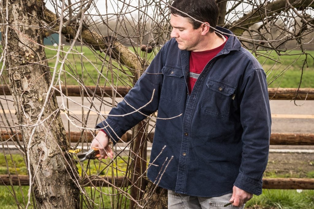 Tree Grafting