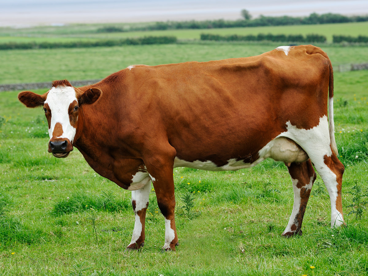 cfr_cows_ayrshire_20210613.jpg