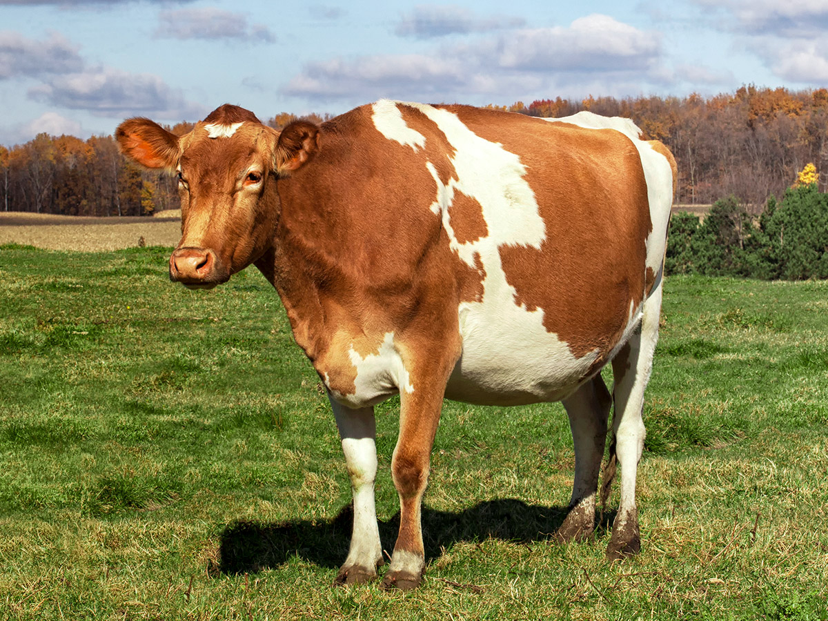 cfr_cows_guernsey_20210613.jpg