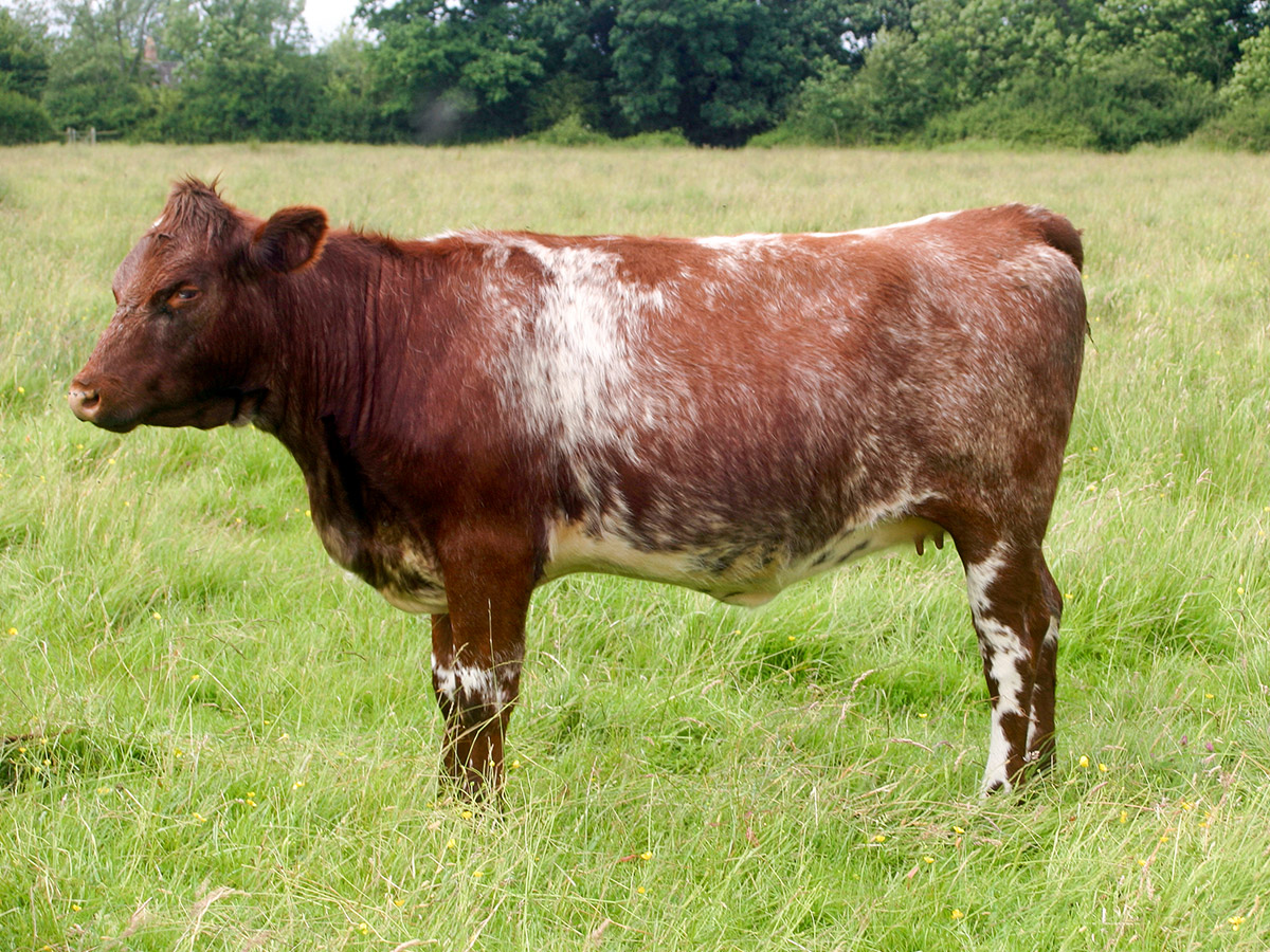 cfr_cows_shorthorn_20210613.jpg